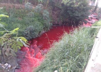 Biawak Menyerah Berendam di Sungai Berwarna Merah