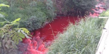 Biawak Menyerah Berendam di Sungai Berwarna Merah
