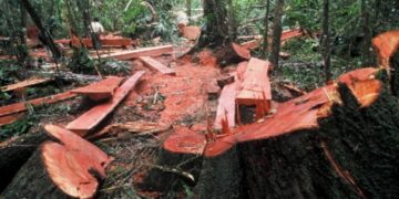 Penebangan Liar di Wilayah Wisata Guci Tegal