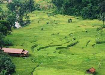 Mengapa Dan Bagaimana Saya Ke Ciasmara
