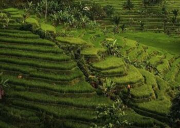 Gelar Jambore Desa Wisata, Desa Purwabakti Pamijahan Kabupaten Bogor Jadi Tuan Rumah Desa Wisata