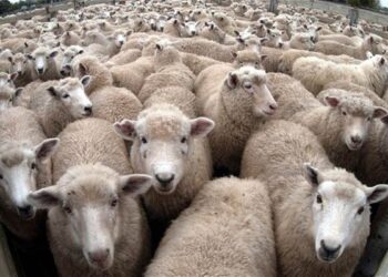 Kontekstualisasi Qurban