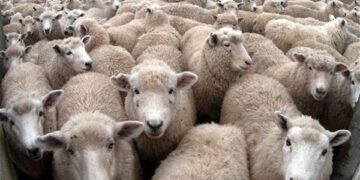 Kontekstualisasi Qurban