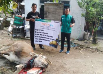 Baitul Maal Alfa Dinar Salurkan Hewan Kurban Dua Kali Lipat dari Tahun Kemarin