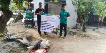 Baitul Maal Alfa Dinar Salurkan Hewan Kurban Dua Kali Lipat dari Tahun Kemarin