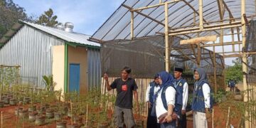 Melalui Program One Village One Product, Mahasiswa KKN UNU Berencana Sulap Buah Mangga Jadi Cemilan
