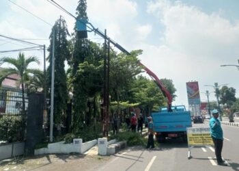 Musim Hujan, DPRKP Banyak Terima Permintaan Pangkas Pohon