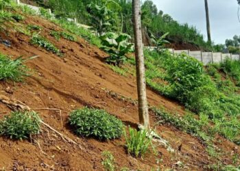 Lahan Cabai Warga Rusak Akibat Urugan Pekerjaan Pemagaran Lahan, PT. Ultra Peternakan Bandung Selatan Tidak Bertanggung Jawab