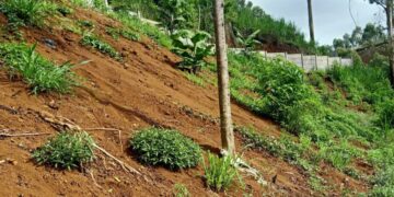 Lahan Cabai Warga Rusak Akibat Urugan Pekerjaan Pemagaran Lahan, PT. Ultra Peternakan Bandung Selatan Tidak Bertanggung Jawab