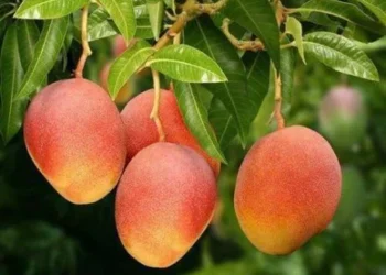 JALAN MANGGA – STRATEGI KOLABORATIF MEMBESARKAN EMAS YANG MENGGANTUNG DI REBANA