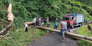 Pohon Tumbang Timpa Tiang Listrik, Warga Cikarang Tunggu Tindakan Cepat dari PLN dan Perhutani