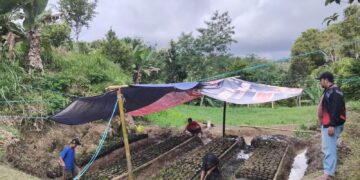 Kades Cikarang Tinjau Penyemaian Bibit Cengkeh dan Pala, Dorong Kreativitas Pemuda Desa