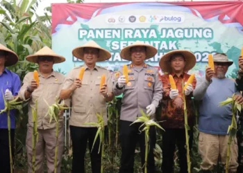 Dukung Swasembada Pangan 2026, Hera Iskandar Hadiri Panen Raya Jagung Polres Sukabumi