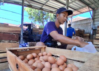 Dampak Dapur SPPG Tutup Sementara, Harga Telur di Cirebon Anjlok