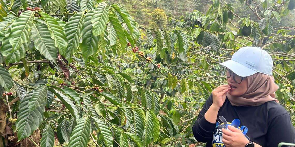 Dari Biji Kopi Biasa Jadi Dinikmati Dunia