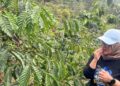 Dari Biji Kopi Biasa Jadi Dinikmati Dunia