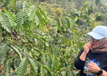 Dari Biji Kopi Biasa Jadi Dinikmati Dunia
