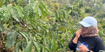 Dari Biji Kopi Biasa Jadi Dinikmati Dunia