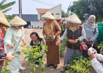 Manfaatkan Lahan Pekarangan Kosong, Warga Ciremai Giri Perdana Panen Cabai
