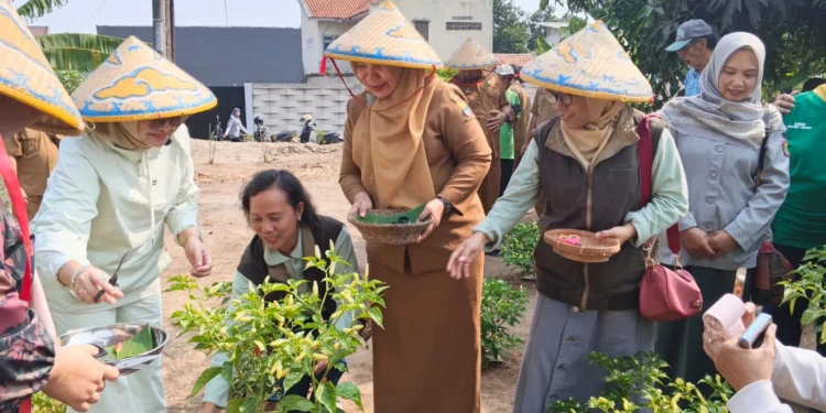 Ketua Tim Penggerak PKK Kota Cirebon Ny Noviyanti Edo (berbaju putih) didampingi Kepala DKP3 Elmi Masruroh sedang memetik cabai yang baru panen di Teras Pangan RW 17 Ciremai Giri.